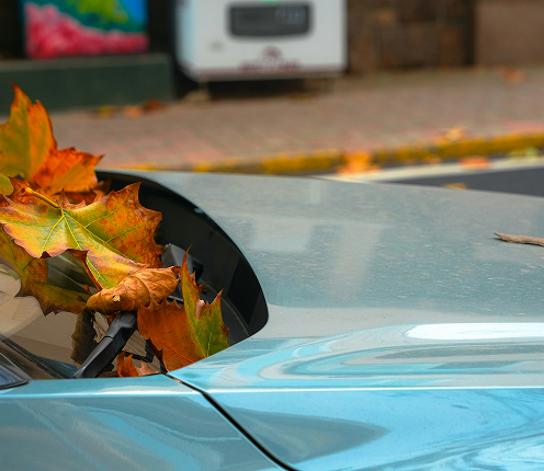 Laub auf einer Autoscheibe.