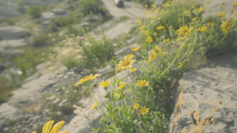 Close-up van bloemen die op een rots groeien.