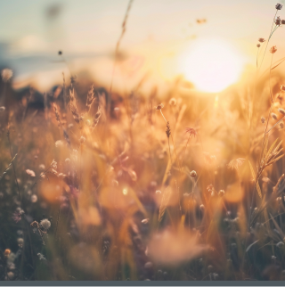 Close-up van een graanveld bij zonsondergang.